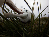 A Wandering Albatross Chick Explores a Remote Camera Photographie par Paul Nicklen