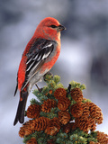 Pine Grosbeak (Pinicola Enucleator) Male, Perched Atop Tree, Alaska Photographic Print by Michael S. Quinton