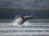 Humpback Whale (Megaptera Novaeangliae) Breaching, Inside Passage, Alaska Fotografie-Druck von Konrad Wothe