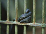 Bonobo or Pygmy Chimpanzee (Pan Paniscus) Close-Up of Captive Animal's Hand Gripping Bars Photographic Print by Cyril Ruoso
