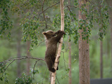 European Brown Bear (Ursus Arctos) Cub Climbing Tree, Germany Fotografie-Druck von Konrad Wothe