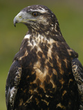 Black-Chested Buzzard-Eagle (Geranoaetus Melanoleucus) Juvenile, Ecuador Photographic Print by Pete Oxford