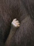 Orangutan (Pongo Pygmaeus) Close-Up of an Infant's Hand Holding Tightly to its Mother Photographic Print by Cyril Ruoso