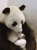 Giant Panda (Ailuropoda Melanoleuca) with Cub, Wolong Nature Reserve, China Photographic Print by Katherine Feng