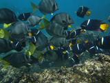 King Angelfish (Holocanthus Passer) and Yellowtail Surgeonfish (Prionurus Laticlavius) Photographic Print by Pete Oxford
