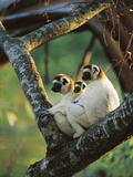 Sifaka (Propithecus Sp) Family Resting in Tree, Threatened, Berenty Reserve, Madagascar Fotografisk tryk af Cyril Ruoso Sifaka (Propithecus Sp) Family Resting in Tree, Threatened, Berenty Reserve, Madagascar Fotografisk tryk af Cyril Ruoso