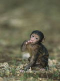 Barbary Macaque (Macaca Sylvanus) Infant, Morocco Photographic Print by Cyril Ruoso