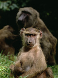 Young Olive Baboon or Anubis Baboon (Papio Anubis) Photographic Print by Gerry Ellis