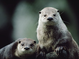 River Otter (Lutra Canadensis) Pair, North America Lámina fotográfica por Gerry Ellis