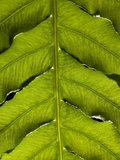Close Up of a Backlit Fern Frond Photographic Print by Joe Petersburger