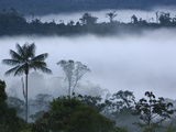 Cloud Forest Vegetation in Mist, Andes Mountains, San Isidro Cloud Forest, Ecuador Photographic Print by Pete Oxford