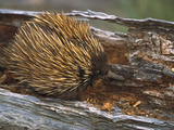 Short-Beaked Echidna (Tachyglossus Aculeatus), Spiny Anteater, Foraging Photographic Print by Konrad Wothe
