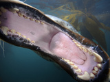 The Open Mouth of a Leapard Seal Photographie par Paul Nicklen