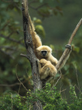 White-Handed Gibbon (Hylobates Lar) Parent with Baby in Tree, Northern Thailand Photographic Print by Gerry Ellis