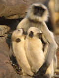 Hanuman or Grey or Common Langur (Semnopithecus Entellus) Mother Nursing Twins Photographic Print by Cyril Ruoso