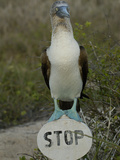 Blue-Footed Booby (Sula Nebouxii) Standing on a Stop Sign, Galapagos Islands Photographic Print by Pete Oxford