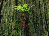 Epiphytic Fern Growing on Redwood, Temperate Rainforest, Pacific Coast, North America Photographic Print by Gerry Ellis