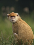 Patas Monkey (Erythrocebus Patas) Female, Woodland Park Zoo, Seattle, Washington Photographic Print by Gerry Ellis