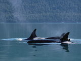 Killer Whale (Orcinus Orca) Pod Surfacing, Inside Passage, Alaska Fotografie-Druck von Konrad Wothe