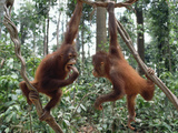 Young Orangutans (Pongo Pygmaeus) Pair Playing in Trees, Borneo Photographic Print by Gerry Ellis