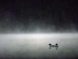 Common Loon (Gavia Immer) Mated Couple on a Misty Lake, Wyoming Photographic Print by Michael S. Quinton
