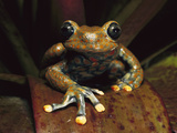 Strawberry Tree Frog (Hyla Pantosticta) Male in Cloud Forest, Carchi Province, Ecuador Photographic Print by Pete Oxford