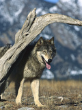 Timber Wolf (Canis Lupus) in Winter Lámina fotográfica por Konrad Wothe Timber Wolf (Canis Lupus) in Winter Lámina fotográfica por Konrad Wothe