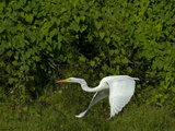 A Great Egret, Ardea Alba, Flies over the Yanayacu River Photographie par Gordon Wiltsie