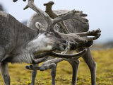 A Pair of Svalbard Reindeer Sparring Photographie par Paul Nicklen