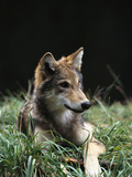 Timber Wolf (Canis Lupus) of Four Month Old Pup, Oregon Zoo, Portland, Oregon Lámina fotográfica por Gerry Ellis