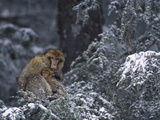 Barbary Macaque (Macaca Sylvanus) Male with Infant in Snow-Covered Tree, Morocco Photographic Print by Cyril Ruoso