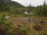 Stunted Muskeg Forest, Temperate Rainforest, Tongass National Forest, Southeast Alaska Photographic Print by Gerry Ellis