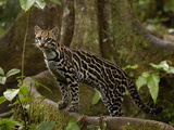 Ocelot (Felis Pardalis) Standing on Buttress Root, Amazon Rainforest, Ecuador Photographic Print by Pete Oxford