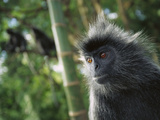 Crested Langur (Semnopithecus Cristatus) Adult in Tree,Malaysia Photographic Print by Cyril Ruoso