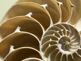 Cross Section of a Chambered Nautilus Shell, Nautilus Pompilius Photographic Print by Joe Petersburger