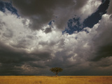 Storm Front and Acacia Trees (Acacia Drepanolobium), Masai Mara National Reserve, Kenya Photographic Print by Gerry Ellis