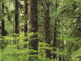 Temperate Rainforest, Queets River Valley, Olympic National Park, Washington Photographic Print by Gerry Ellis