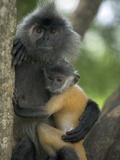 Silvered Leaf Monkey (Trachypithecus Cristatus) Female Holding Young Photographic Print by Cyril Ruoso