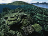 An Aquatic Split-Level View of a Hard Coral Reef Photographic Print by Tim Laman