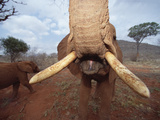 African Elephant (Loxodonta Africana) Orphan, Tsavo East National Park, Kenya Photographic Print by Gerry Ellis