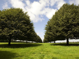 Small-Leaved Lime, Tilia Cordata, Trees Planted in Parallel Rows Photographic Print by Joe Petersburger