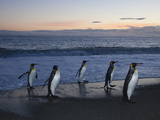 King Penguins Walking from the Surf after Feeding Photographie par Paul Nicklen