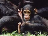 Chimpanzee (Pan Troglodytes) Mom and Baby, Gombe Stream National Park, Tanzania Photographic Print by Gerry Ellis