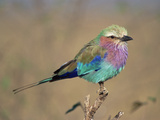 Lilac-Breasted Roller (Coracius Caudata) Perching, Masai Mara Game Reserve, Kenya Photographic Print by Gerry Ellis