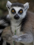 A Ring-Tailed Lemur, Lemur Catta, Eating Photographic Print by Joe Petersburger