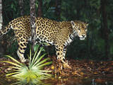 Jaguar (Panthera Onca) Belize Zoo, Belize Photographic Print by Gerry Ellis