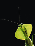 Hooded Leaf Mantis (Mantis Sp) Los Cedros River Valley, Ecuador Photographic Print by Gerry Ellis