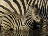Burchell's Zebra (Equus Burchellii) Foal Standing Beside Mother in Waterhole, Africa Photographic Print by Pete Oxford