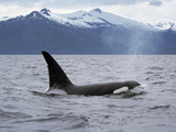 Killer Whale (Orcinus Orca) Surfacing Beneath Mountain Range, Inside Passage, Alaska Fotografiskt tryck av Konrad Wothe Killer Whale (Orcinus Orca) Surfacing Beneath Mountain Range, Inside Passage, Alaska Fotografiskt tryck av Konrad Wothe