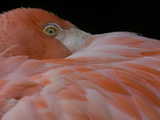 Close Up of a Greater Flamingo, Phoenicopterus Roseus Lámina fotográfica por Joe Petersburger Close Up of a Greater Flamingo, Phoenicopterus Roseus Lámina fotográfica por Joe Petersburger
